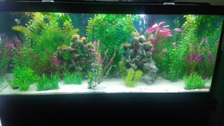 fishtank.jpg