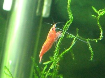 bright red cherry shrimp.JPG