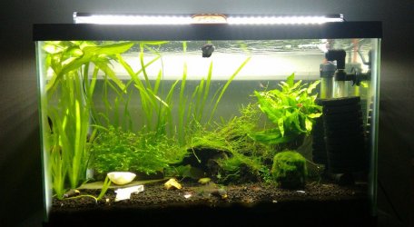 10 gal shrimp on 12217.jpg