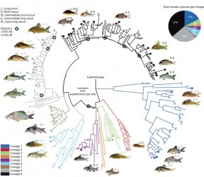 Phylogenetic relationships of Corydoradinae.jpg