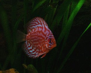 discus.jpg