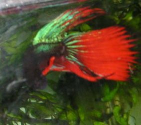 Andwer__s_new_bettas_021__2_.jpg