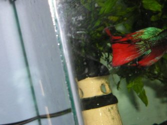 Andwer__s_new_bettas_020.jpg