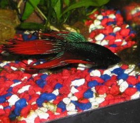 Andwer__s_new_bettas_024__2_.jpg