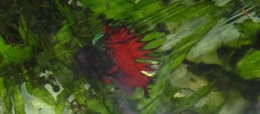 Andwer__s_new_bettas_018__2_.jpg