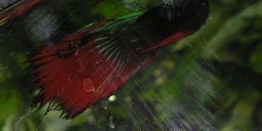 Andwer__s_new_bettas_017__2_.jpg