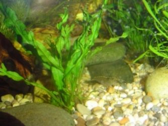 Shrimp_Caridina_Japonica.JPG