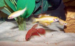 red_and_danios_4.jpg