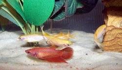 red_and_danios_3.jpg