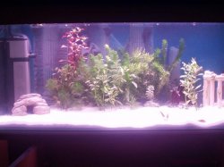 Fish_Tank_Pics_010.jpg