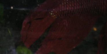 Andwer__s_new_bettas_028__2_.jpg