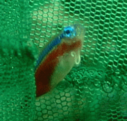 cardinaltetra.gif