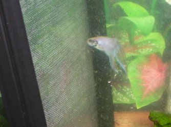 Andwer__s_new_bettas_041.jpg