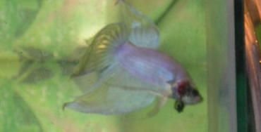 Andwer__s_new_bettas_035__2_.jpg