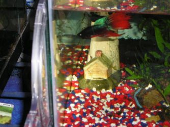 Andwer__s_new_bettas_046.jpg