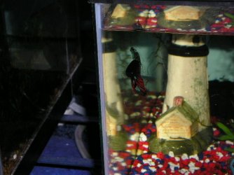 Andwer__s_new_bettas_047.jpg