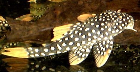 Goldy_20Pleco_20L14.jpg