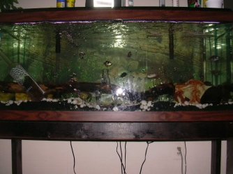 fish_tank_with_flash_on_the_bottom.JPG