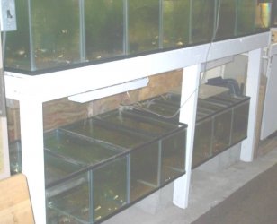 fishroom_003.jpg