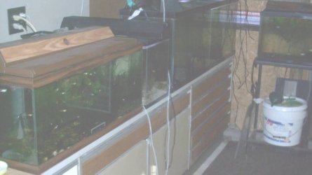 fishroom_006.jpg