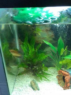 Gourami 1.jpg