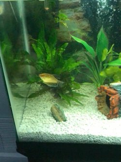 Gourami 4.jpg