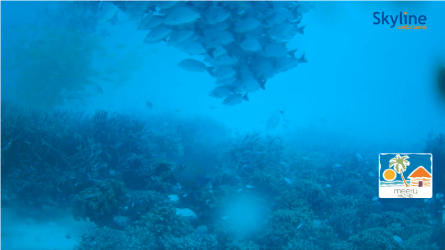 Screenshot 2021-09-28 at 11-13-52 Live Cam Underwater cam in Meeru Island - Maldives.png