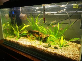 Fishtank1.jpg