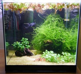 Shrimp tank Nov 2021.jpg