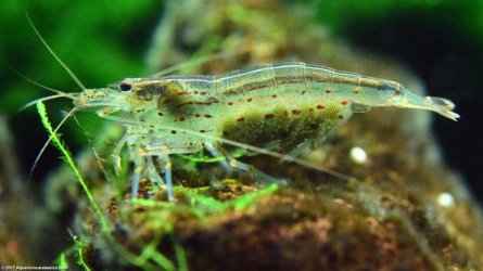 amano-shrimp-eggs-upclose.jpg