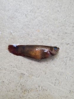 dead betta.jpg