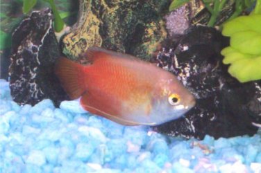 gourami.jpg