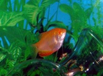 gourami1.jpg