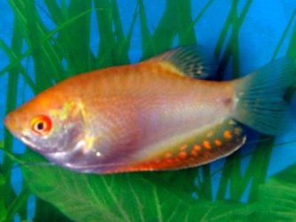 gourami2.jpg