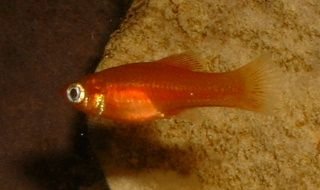 Swordtail_Fry.JPG