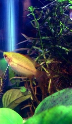 Gourami2_resize.jpg