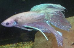 betta3.JPG