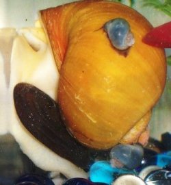 massive_female_apple_snail2.jpg