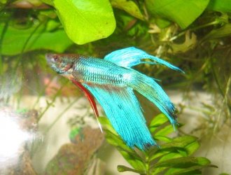 Betta_pics__Mr._Bob__006.jpg