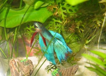 Betta_pics__Mr._Bob__008.jpg