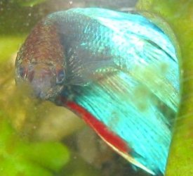 Betta_pics__Mr._Bob__003.jpg