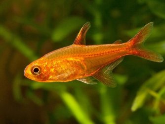 Hyphessobrycon-amandae-PM-1.jpg