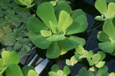 Pistia stratiotes1.jpg