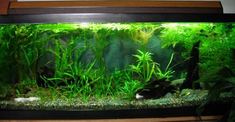 70g Sep 2-10.JPG