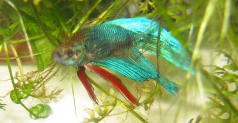 Betta_pics__Mr._Bob__002.jpg