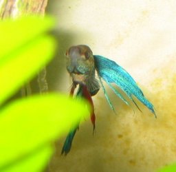 Betta_pics__Mr._Bob__010.jpg