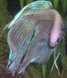 betta32.JPG