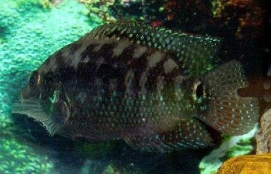 unknown_fish_3.JPG