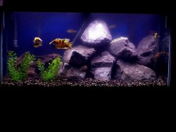 90gallon_july20.jpg