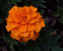 Orange_flower.jpg